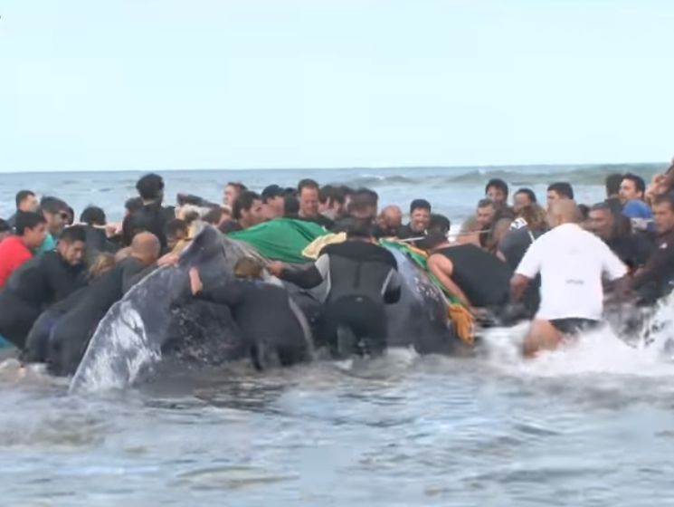 В Аргентине двое суток пытались вернуть в море горбатого кита, выбросившегося на берег. Животное погибло