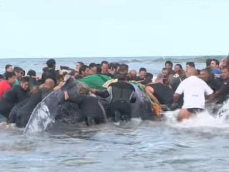 В Аргентині дві доби намагалися повернути в море горбатого кита, який викинувся на берег. Тварина загинула