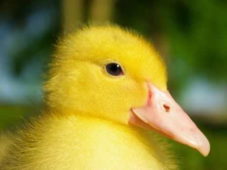 Гражданин Украины пытался вывезти в Россию более 5 тыс. живых утят – Госпогранслужба