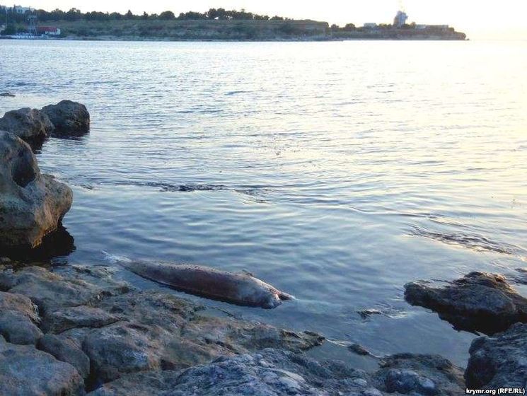 В аннексированном Крыму участились случаи убийства дельфинов