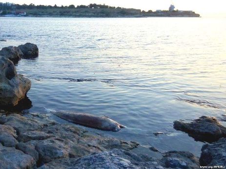В анексованому Криму почастішали випадки вбивства дельфінів