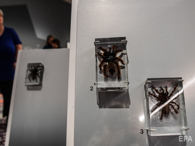 В Австралії померла найстаріша у світі павучиха