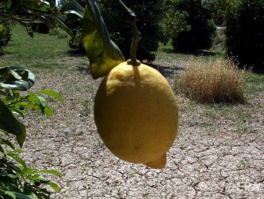 В Бахмуте заключенному пытались передать наркотики в лимоне