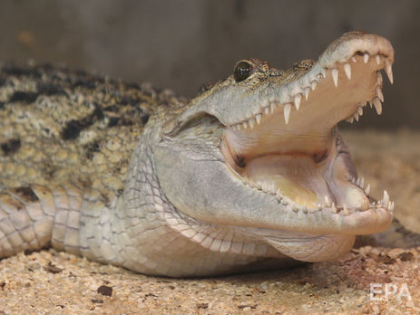 У коробці крокодили стали нападати один на одного