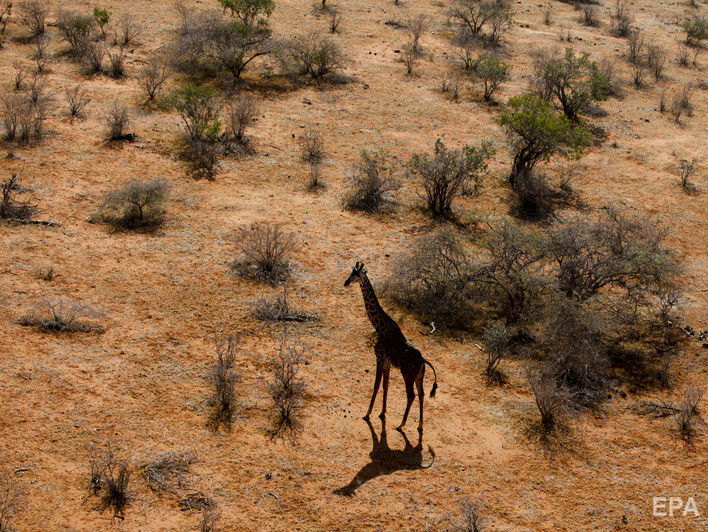 У ПАР жираф під час зйомок убив кінорежисера Карвальйо