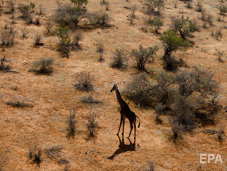 В ЮАР жираф во время съемок убил кинорежиссера Карвальо