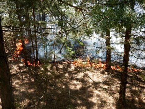 Боевики обстреливали лесополосу в Луганской области из артиллерии калибра 152 мм, был пожар – СЦКК