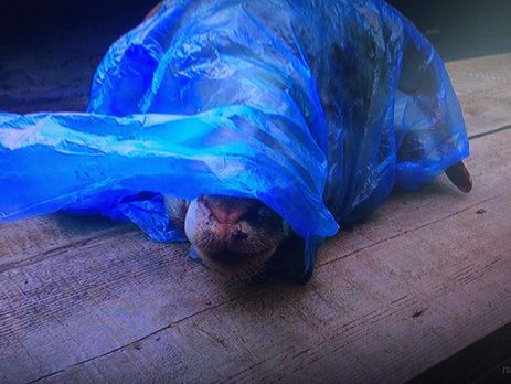 Поліція Луганської області затримала чоловіка, який підкинув у машину активіста відрізану голову барана