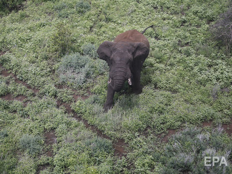 Верховный суд Индии признал всю слоновую кость в стране собственностью правительства