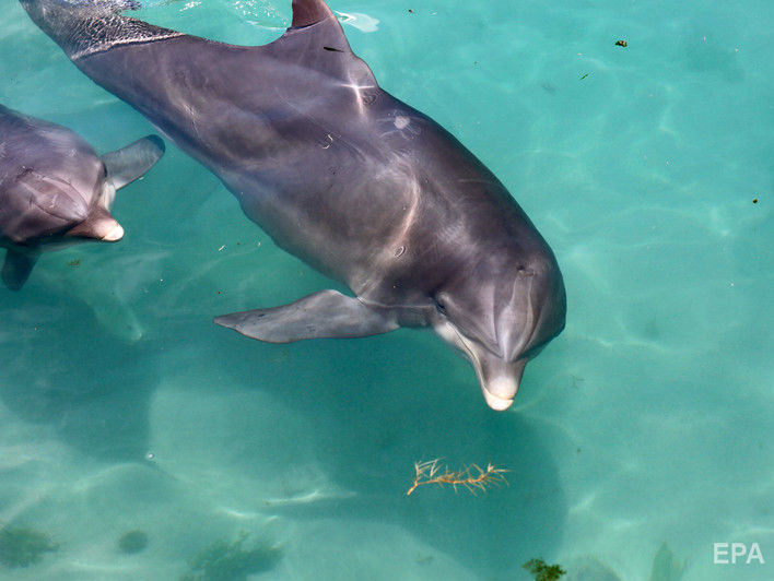 В окупованому Криму загинули українські бойові дельфіни – представник президента України