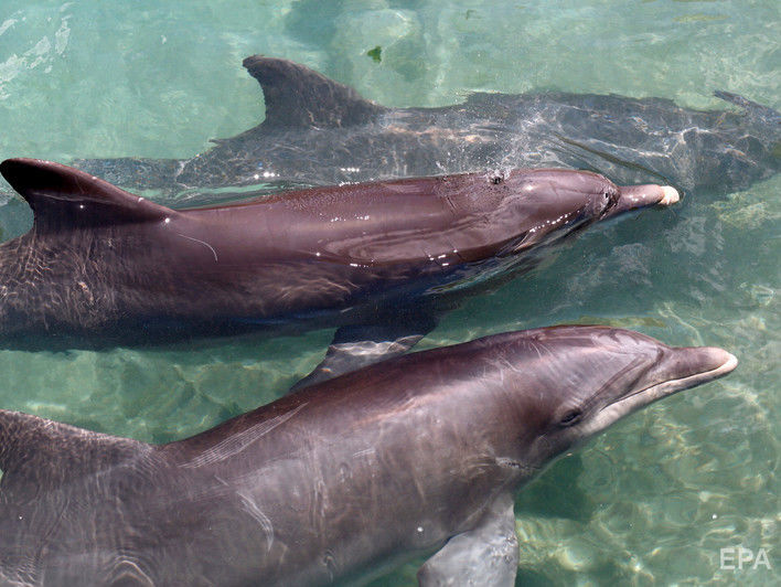 В Госдуме РФ заявили, что большинство украинских боевых дельфинов погибло еще до оккупации Крыма