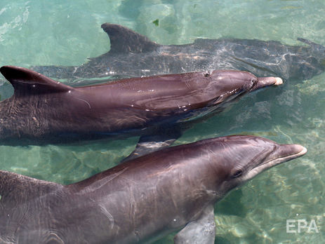 У Держдумі РФ заявили, що більшість українських бойових дельфінів загинула ще до окупації Криму