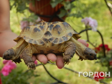 Двуглавая черепаха в харьковском экопарке. Фоторепортаж