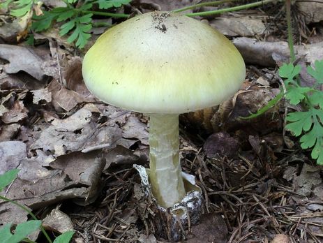 В Иране более 700 человек отравились грибами, девять погибли