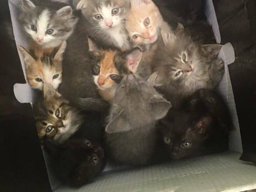 В харьковской лесопосадке обнаружили 47 выброшенных котят. Видео