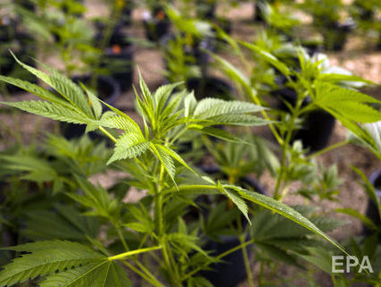 Мэр Нью-Йорка потребовал прекратить аресты за курение марихуаны