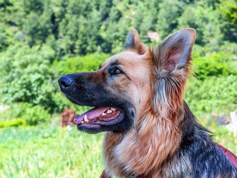 У мікрорайоні Києва Биківня оголосили карантин через сказ у собаки