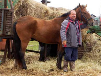 На Камчатці у РФ депутат вимагає передбачити місце для прив'язі свого коня біля будівлі місцевого уряду
