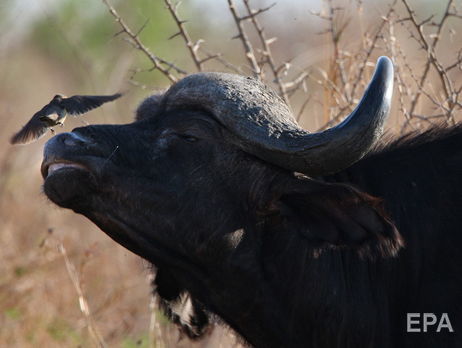 У Південній Африці буйвол убив мисливця, який застрелив його родича