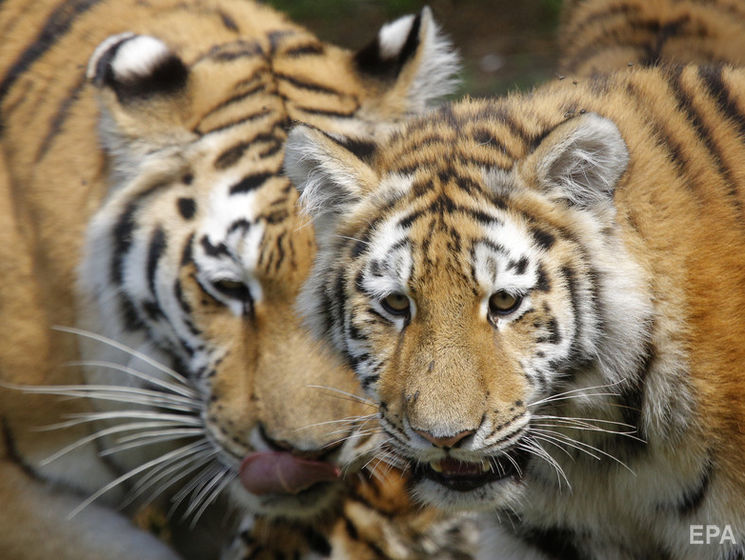 В Германии из зоопарка сбежали тигры, львы и ягуар