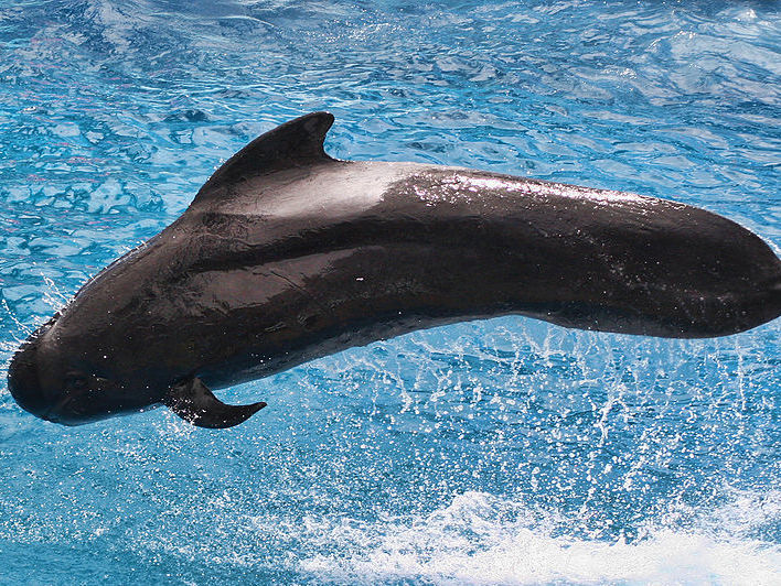 На узбережжі Таїланду помер чорний дельфін, який наковтався пластикових пакетів