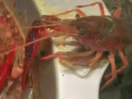 В Китае рак оторвал себе клешню, чтобы спастись из кипящей кастрюли. Видео