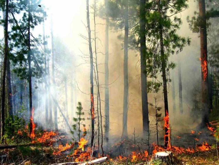 В Украине объявлен самый высокий уровень пожарной опасности – ГСЧС