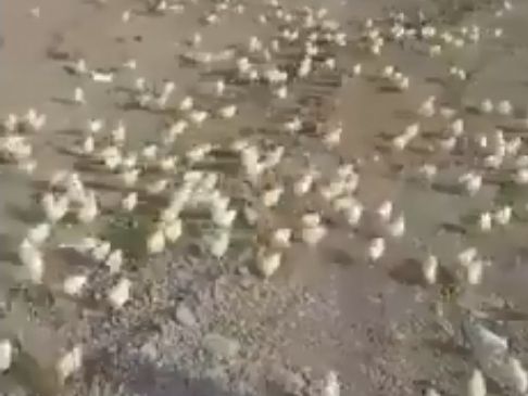 В Грузии из выброшенных на свалку яиц вылупились сотни цыплят