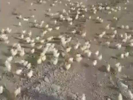 ﻿У Грузії з викинутих на смітник яєць вилупилися сотні курчат