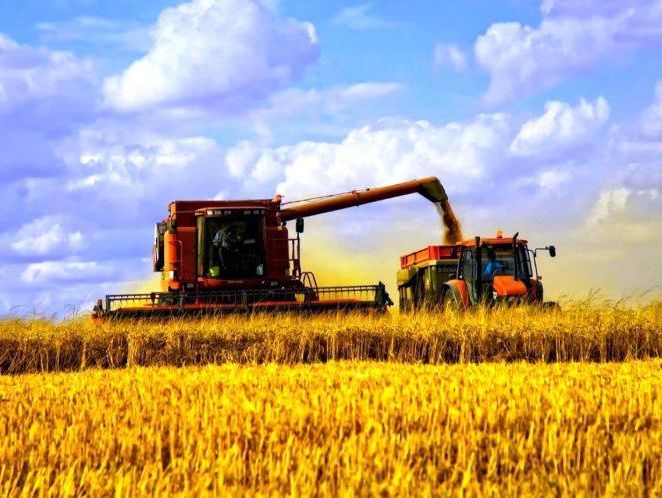 В Минагропроме прогнозируют, что в Украине соберут более 60 млн тонн зерновых