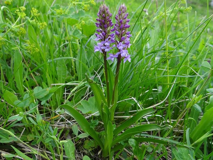 В Луганской области обнаружили редкую дикую орхидею