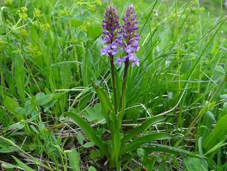 ﻿У Луганській області виявили рідкісну дику орхідею