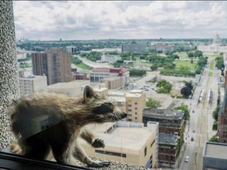 В США енот почти сутки лез по стене на крышу 23-этажного здания