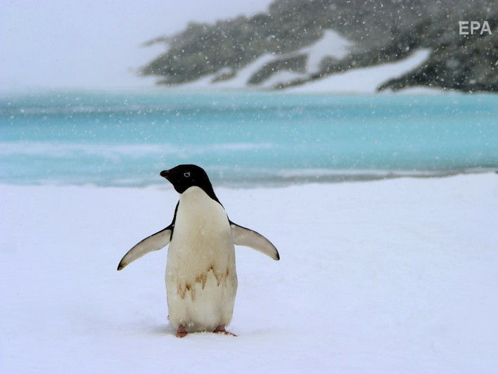 ﻿Танення льодів у Антарктиді прискорилося – учені