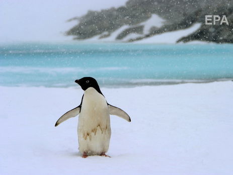 Таяние льдов в Антарктиде ускорилось – ученые