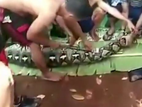 ﻿В Індонезії семиметровий пітон проковтнув жінку