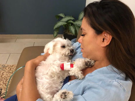 У беременной Лонгории умерла собака