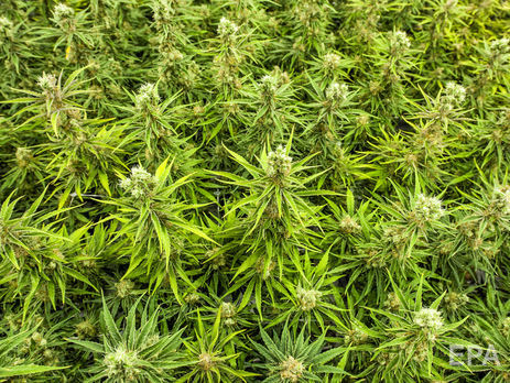 В ООН высказали сожаление в связи с легализацией марихуаны в Канаде