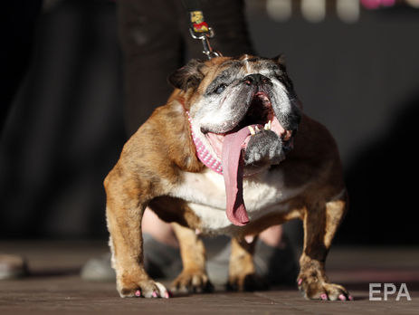 ﻿У США обрали найпотворнішого собаку у світі. Фоторепортаж 