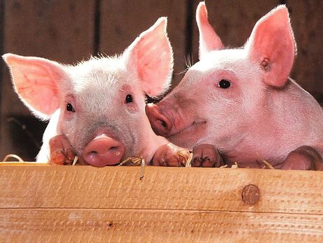 ﻿В Ізмаїлі зафіксували спалах африканської чуми свиней, у місті ввели карантин