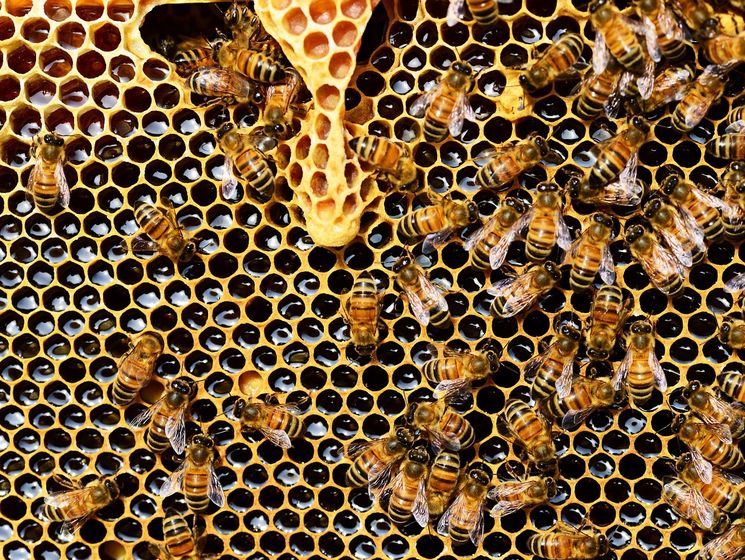 В Украине наблюдается массовая гибель пчел