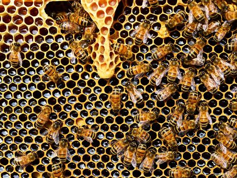 ﻿В Україні спостерігається масова загибель бджіл