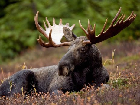 Пограничники на границе с Польшей нашли имитаторы следов лося, которые, вероятно, используют контрабандисты – Госпогранслужба Украины