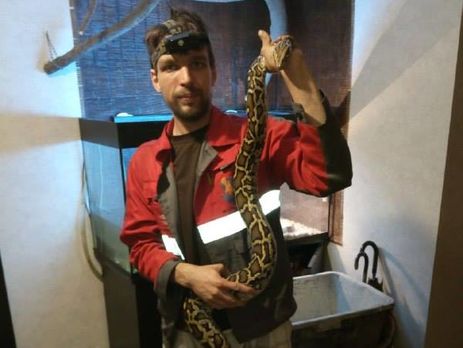 ﻿У Києві з вуличного ліхтаря зняли двометрового тигрового пітона – зоозахисники