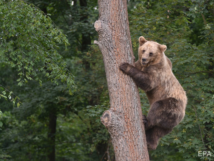 ﻿ФСБ запропонувала визнати ведмедів стратегічно важливим ресурсом РФ