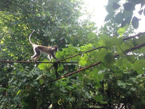 В садовом кооперативе под Одессой поселилась стая обезьян. Фоторепортаж