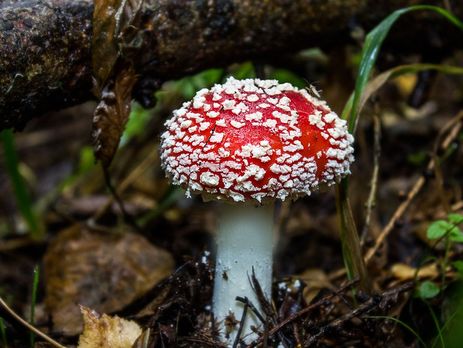 В Киеве шесть человек попали в реанимацию из-за отравления несъедобными грибами – КГГА