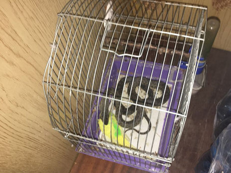 Жительница Николаева обнаружила на балконе змею в клетке с попугаем – ГСЧС