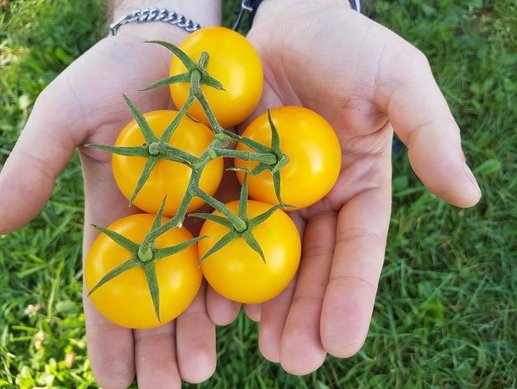 ﻿Чим корисні жовті помідори
