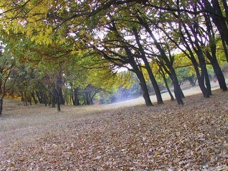 В Днепре рой шершней напал на двух мужчин, один из них умер